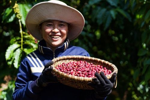 Nestlé thúc đẩy nền nông nghiệp phát thải thấp qua mô hình nông nghiệp tái sinh