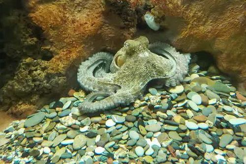 Oclantis: Thành phố dưới nước do bạch tuộc xây dựng