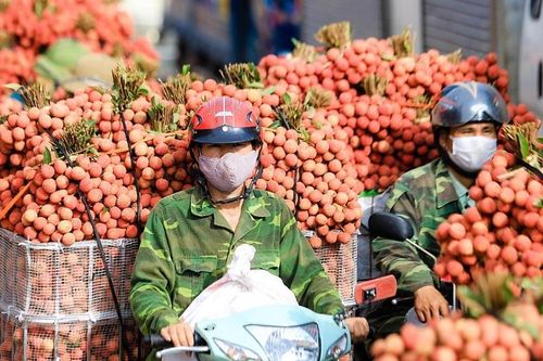 Quả vải và nhãn tươi của Việt Nam chưa vào được thị trường Đài Loan (Trung Quốc). Vì sao?