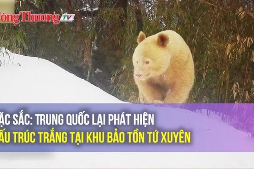 Đặc sắc: Trung Quốc lại phát hiện gấu trúc trắng tại khu bảo tồn Tứ Xuyên