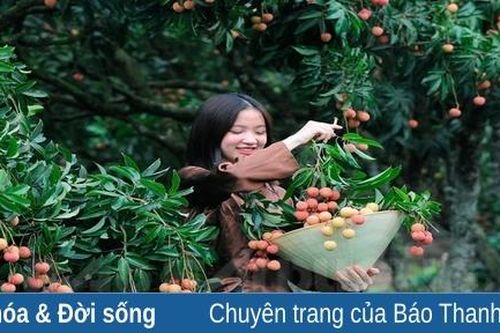 Vườn quê vải đỏ gọi hè