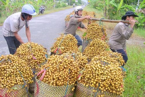 Giải pháp căn cơ: Mở rộng đầu ra cho vải, nhãn