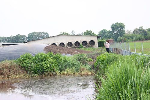 Đề nghị Công ty Japfa dừng hợp đồng chăn nuôi với trang trại chưa đảm bảo môi trường