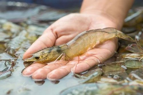 Toàn tỉnh Khánh Hòa có 215 cơ sở sản xuất giống thủy sản nước mặn, nước lợ
