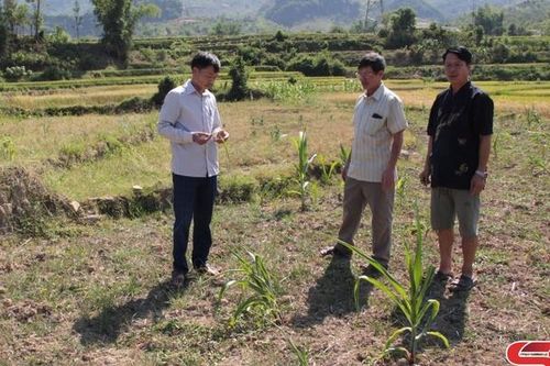 Mường La tập trung chống hạn cho cây trồng