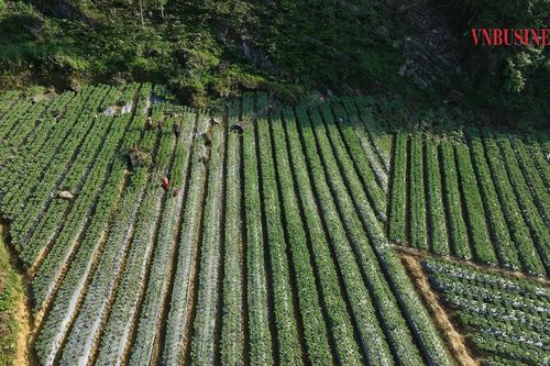 Đồng bào Mông tại Bắc Hà trồng cây dược liệu nở hoa tím biếc, thu tiền tỉ mỗi năm