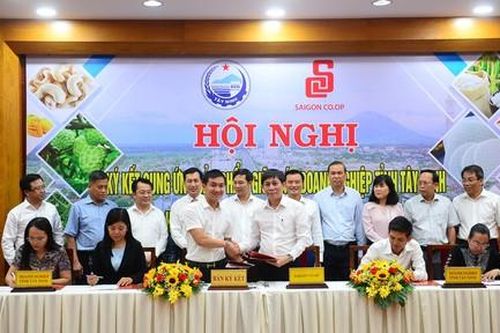 Saigon Co.op ký kết cung ứng các đặc sản của Tây Ninh đến người tiêu dùng