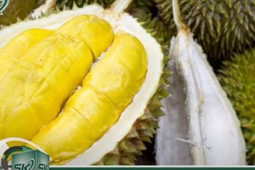 Những ai không nên ăn sầu riêng?