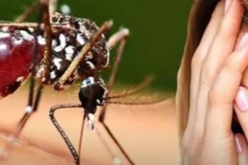 Vì sao một số người luôn bị muỗi đốt?