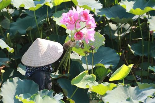 Nông dân Hà Tĩnh dầm mình dưới bùn thu hoạch sen