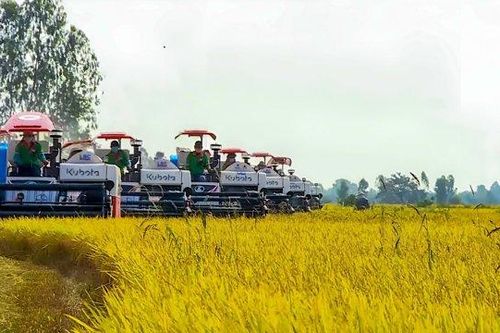 Hậu Giang: Ấn định thời gian tổ chức Festival lúa gạo lần 6