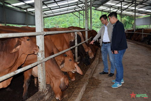 Kinh tế tuần hoàn trong chăn nuôi - giải pháp phát triển bền vững