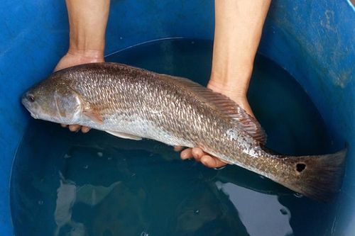 Kinh ngạc thứ quý như vàng trong bụng loài cá đắt nhất Việt Nam