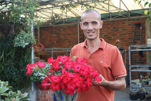 Vườn hoa sứ của một nông dân Tây Ninh, ngắm thôi đã mê