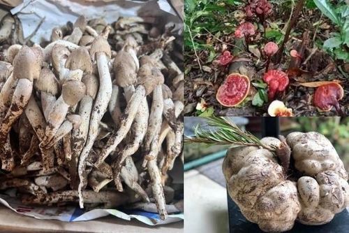 3 loại nấm đắt đỏ luôn 'cháy hàng' tại Việt Nam