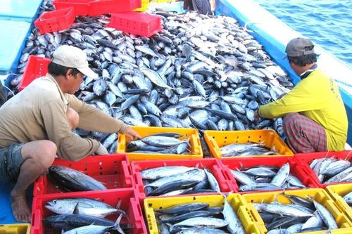 Đến năm 2030, quản lý nhà nước về thủy sản được tổ chức theo các mô hình tiên tiến, hiện đại