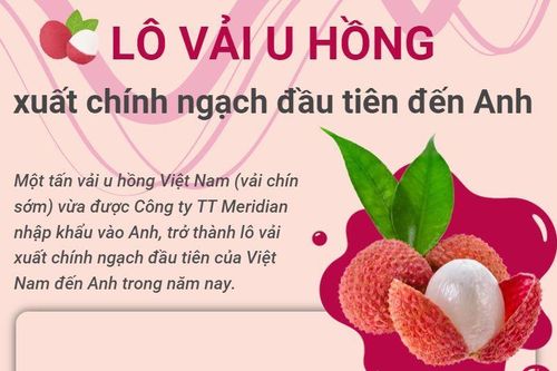Lần đầu tiên xuất khẩu chính ngạch lô vải u hồng sang thị trường Anh