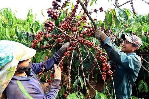 El Nino sẽ 'thổi' giá càphê robusta tại thị trường châu Á