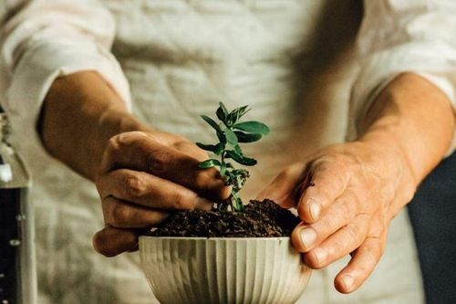 Dịch vụ bệnh viện cho cây trồng 'bén rễ' tại Hàn Quốc