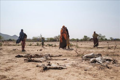 Hàng triệu gia súc tại Ethiopia chết do hạn hán nghiêm trọng