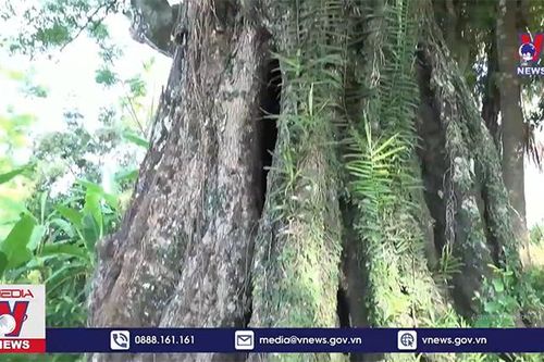 Cây Thị 700 năm được công nhận cây Di sản Việt Nam