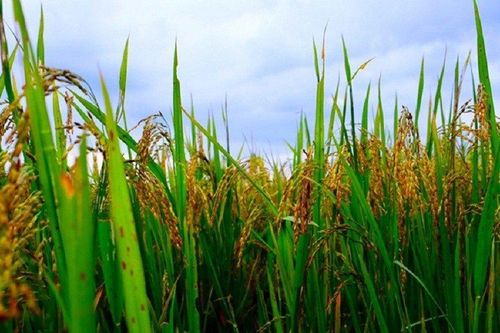 Thái Lan: Sản lượng gạo có thể sụt giảm 6% do ảnh hưởng của El Nino