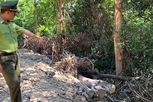 Cơ quan chức năng báo cáo gì vụ phá rừng tự nhiên phục vụ cao tốc?