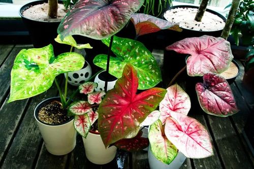 Tổ Tiên nhắc nhở: '5 cây này vào nhà nào nhà ấy có thể nghèo, không tai họa liên miên cũng dễ nợ nần chồng chất'