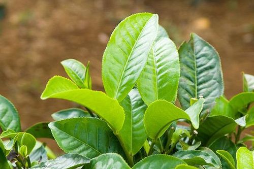 Bí quyết giảm cân với trà xanh, bạn đã thử