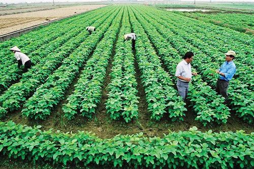 Sửa luật để hợp tác xã là cầu nối giữa nông dân với thị trường