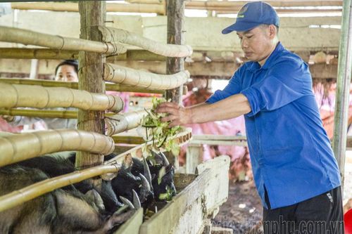 Mở hướng phát triển kinh tế từ nuôi dê