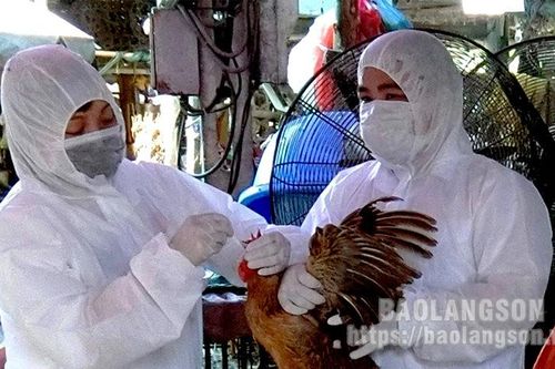 Phòng, chống dịch bệnh cúm gia cầm: Chủ động trước nguy cơ cao