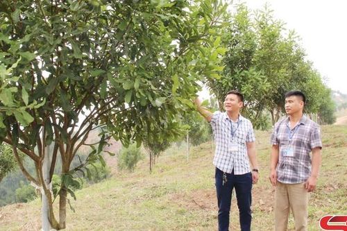 Quỳnh Nhai phát triển cây mắc ca