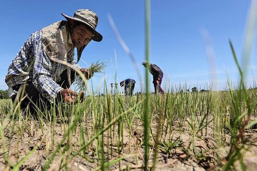Sản lượng lúa gạo của Thái Lan năm nay có thể giảm do El Nino