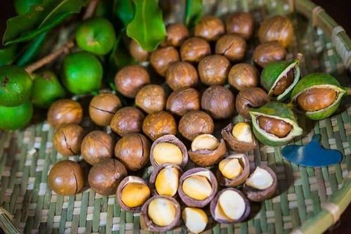 Tăng giá trị cho cây mắc ca nhờ công nghệ