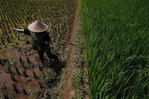 Indonesia gồng mình chống cháy rừng, mất mùa do El Nino khắc nghiệt