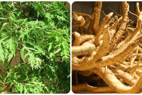 9 bài thuốc chữa bệnh từ cây đinh lăng