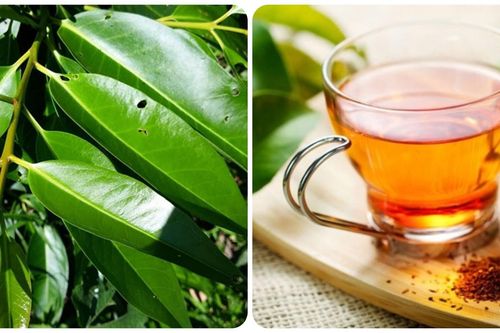 Uống nước vối thường xuyên có tốt không?