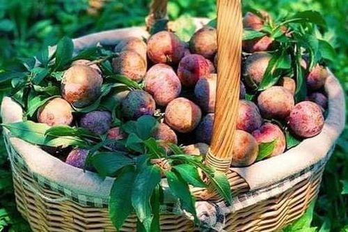 8 vườn mận đẹp nhất Mộc Châu Sơn La khiến ai cũng muốn đi ngay