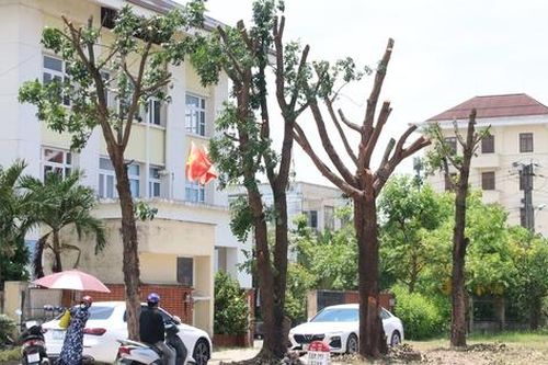 Giữa nắng nóng đỉnh điểm, hàng loạt cây xanh ở TP Huế bị cắt trụi khiến nhiều người bất ngờ