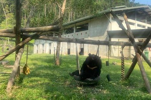 Ghé thăm nơi hồi sinh của những chú gấu
