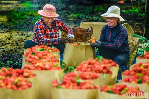 Mùa trái cây chín ở Long Khánh