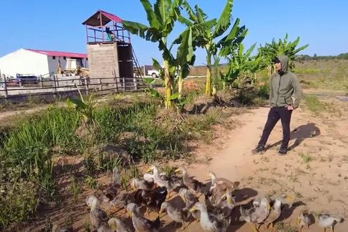 Loài vật chỉ nhà giàu Angola dám ăn ở trang trại Quang Linh Vlog
