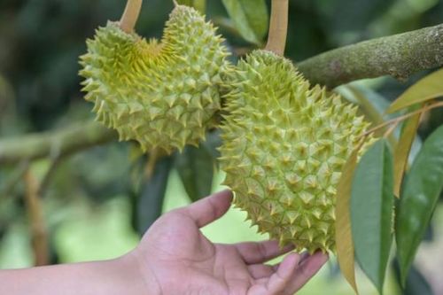 Tham vọng sầu riêng Trung Quốc khó cạnh tranh với Đông Nam Á?