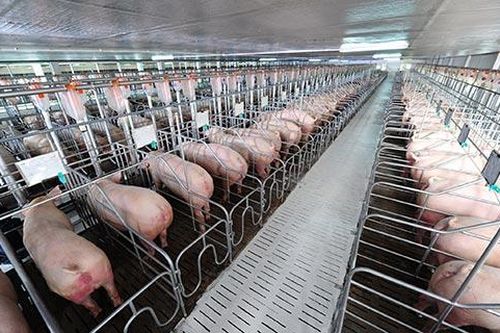 Công ty Xuân Thiện xin xây nhà cao tầng để nuôi heo ở Thanh Hóa