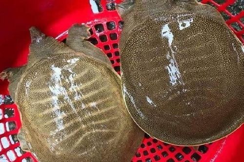 Bé trai 14 tuổi nhập viện sau khi ăn thịt baba