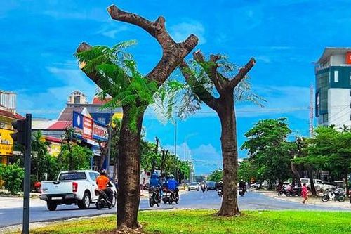 Vì sao loạt cây xanh tuyến phố lớn tại Huế bị 'trảm' trụi thân cành, tán lá giữa nắng nóng gay gắt?
