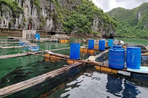 Hải Phòng gia hạn chót tháo dỡ cơ sở nuôi trồng thủy sản ở Cát Bà