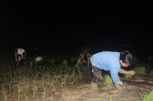 Người dân chong đèn tất bật cấy lúa đêm
