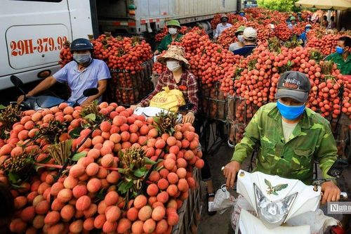 Quả vải Bắc Giang sắp không còn phải vào tận Tp.HCM để chiếu xạ